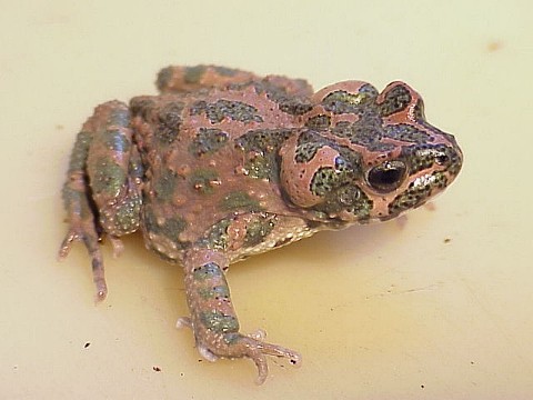  Bufo brongersmai ID = 