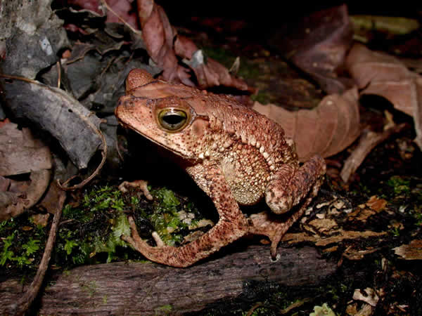  Bufo coniferus ID = 