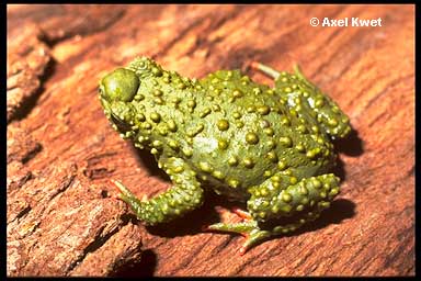  Melanophryniscus cambaraensis ID = 