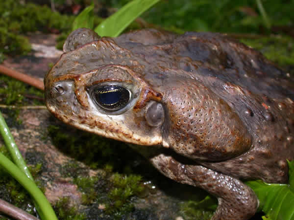  Bufo marinus ID = 