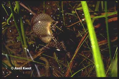  Bufo fernandezae ID = 