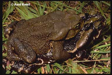  Bufo ictericus ID = 