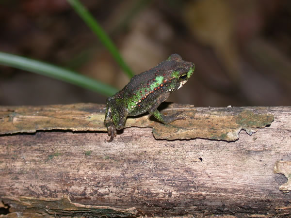  Bufo coniferus ID = 