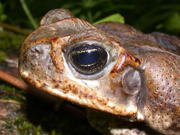  Bufo marinus ID = 