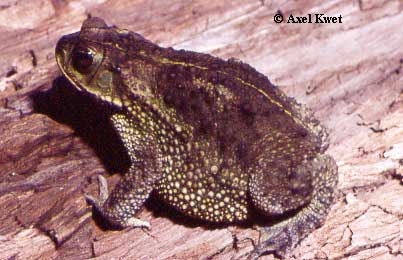  Bufo fernandezae ID = 