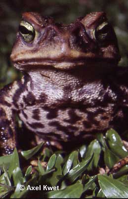  Bufo ictericus ID = 