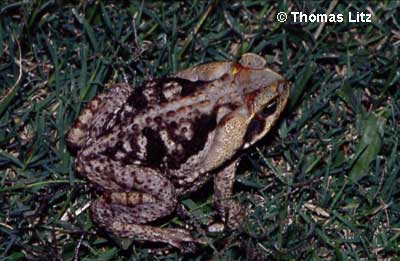  Bufo schneideri ID = 