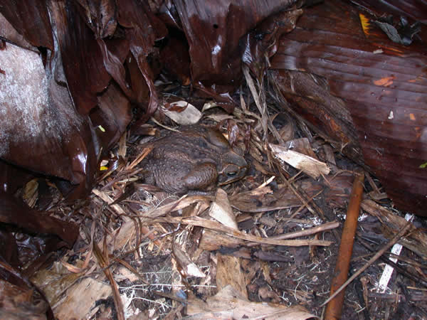  Bufo marinus ID = 