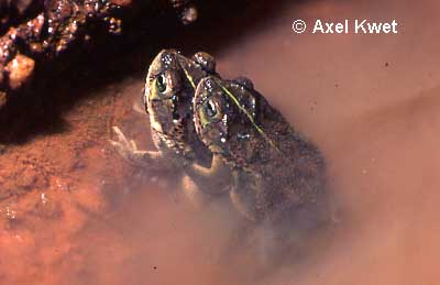  Bufo fernandezae ID = 