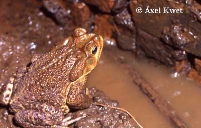  Bufo ictericus ID = 