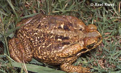  Bufo schneideri ID = 