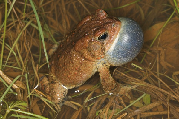  Bufo americanus charlesmithi ID = 