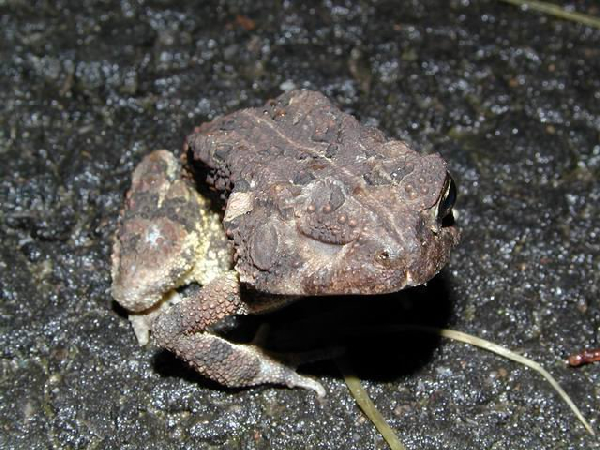  Bufo fowleri ID = 