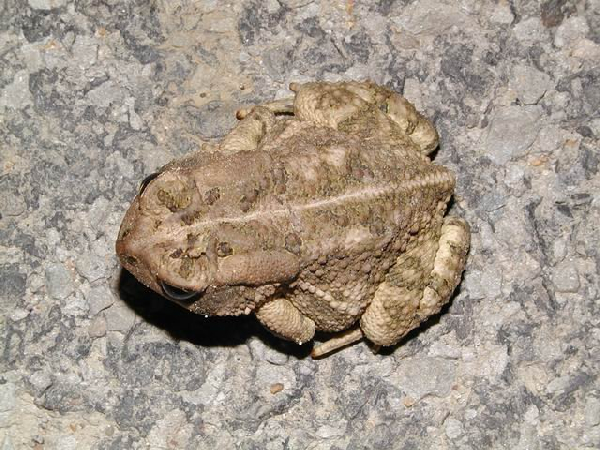  Bufo fowleri ID = 