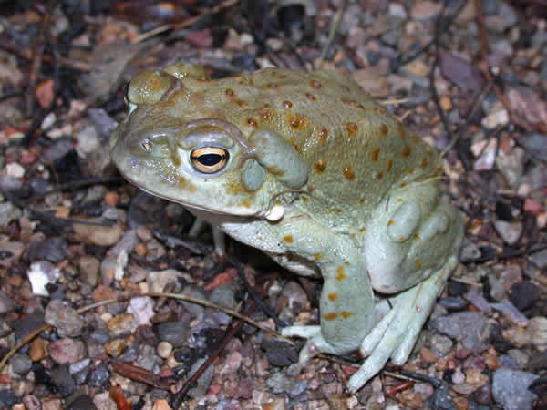  Bufo alvrius ID = 