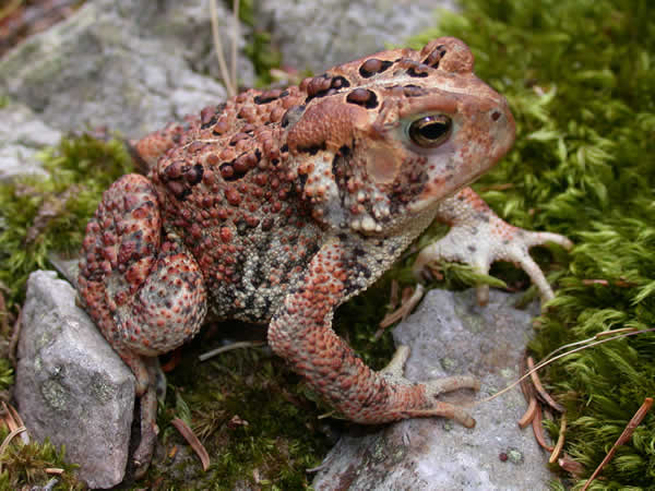  Bufo americanus americanus ID = 