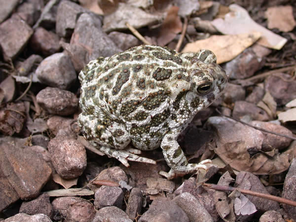  Bufo cognatus ID = 