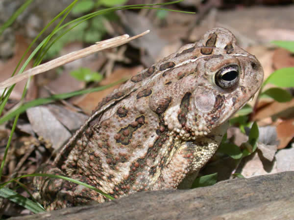  Bufo fowleri ID = 