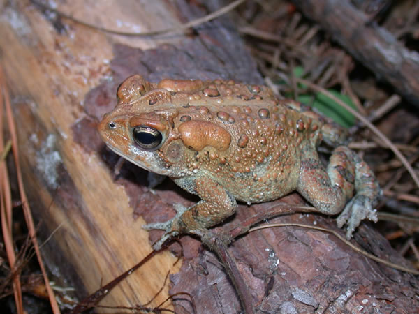  Bufo terrestris ID = 