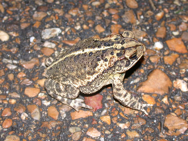  Bufo valliceps ID = 