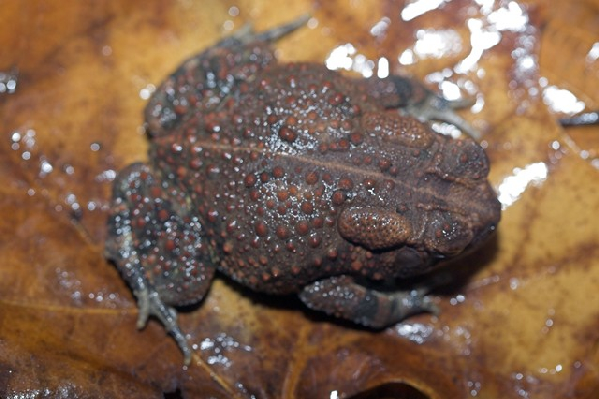  Bufo americanus charlesmithi ID = 