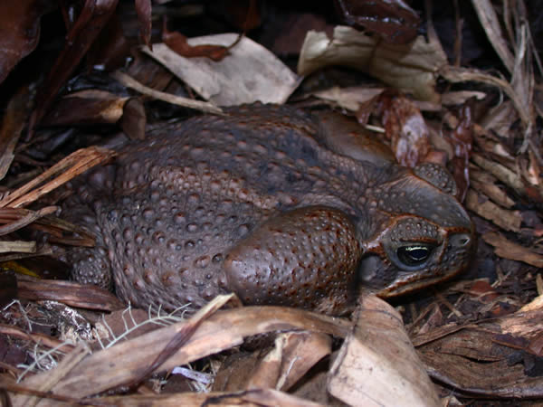  Bufo marinus ID = 