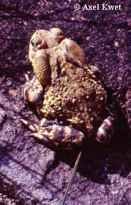  Bufo ictericus ID = 