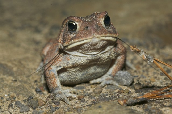  Bufo americanus charlesmithi ID = 