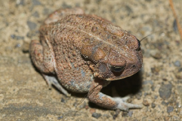  Bufo americanus charlesmithi ID = 