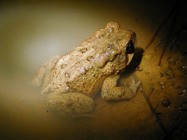  Bufo americanus charlesmithi ID = 