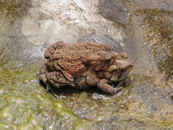  Bufo americanus charlesmithi ID = 