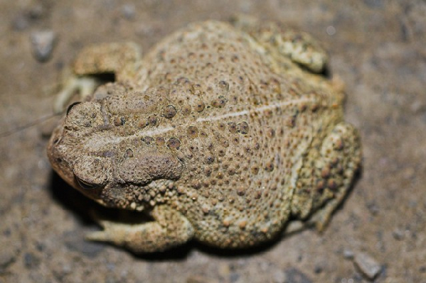  Bufo fowleri ID = 