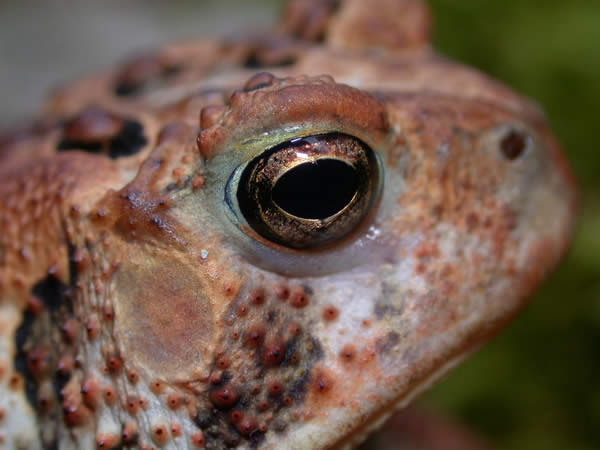  Bufo americanus charlesmithi ID = 