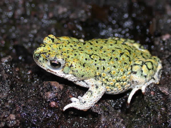  Bufo americanus charlesmithi ID = 