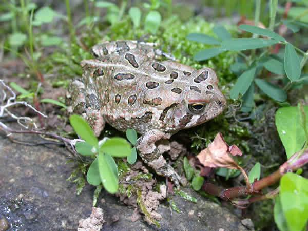  Bufo fowleri ID = 