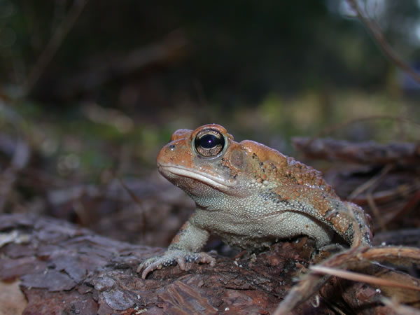  Bufo terrestris ID = 