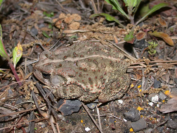  Bufo valliceps ID = 