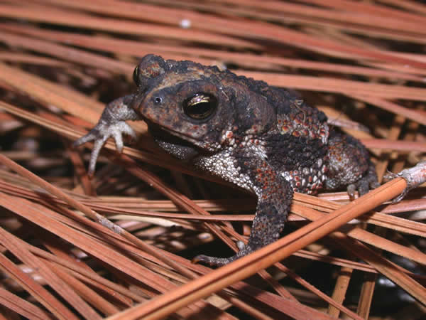  Bufo quercicus ID = 