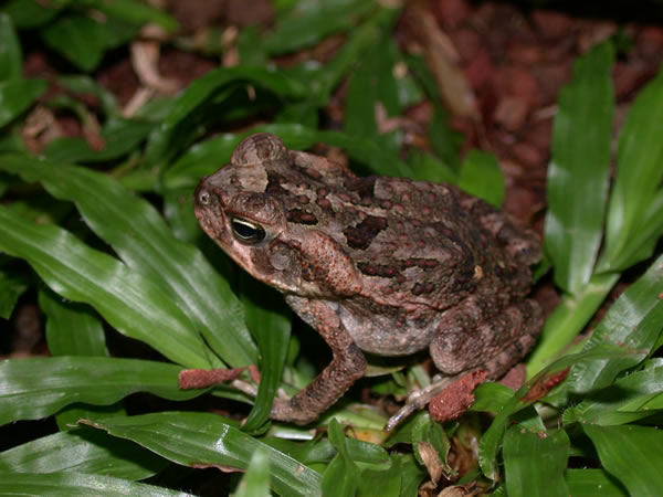  Bufo marinus ID = 