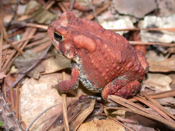  Bufo americanus americanus ID = 