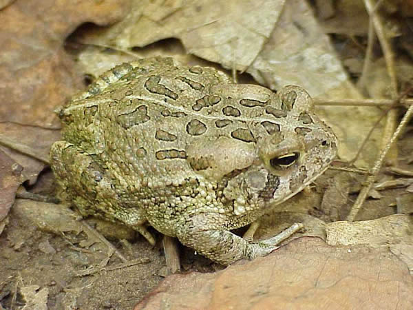  Bufo fowleri ID = 