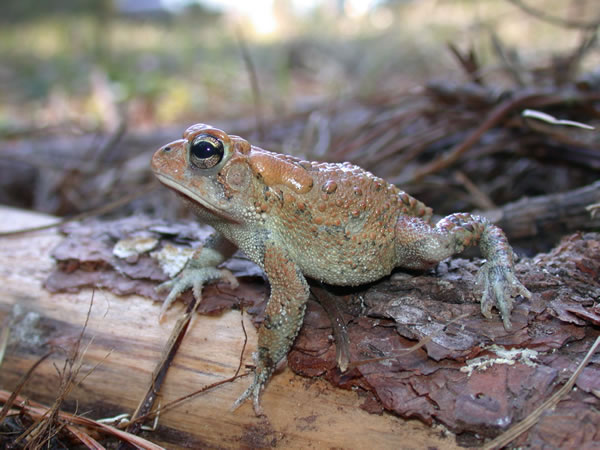  Bufo terrestris ID = 