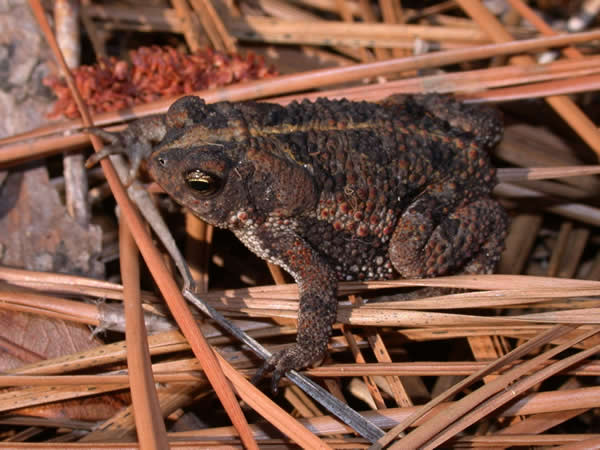  Bufo quercicus ID = 