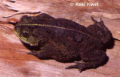  Bufo fernandezae ID = 