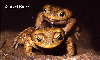  Bufo ictericus ID = 