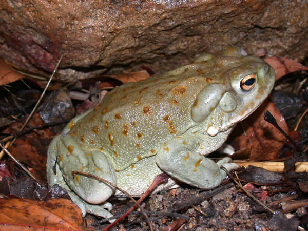  Bufo alvrius ID = 