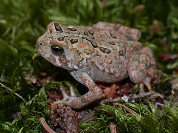  Bufo americanus americanus ID = 