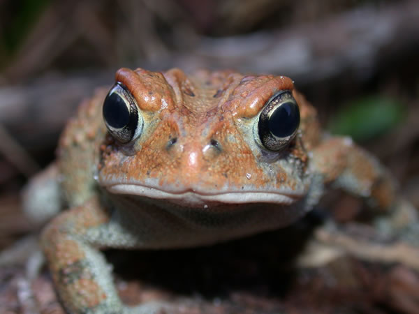  Bufo terrestris ID = 