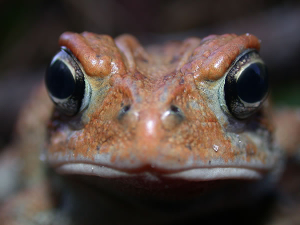  Bufo terrestris ID = 