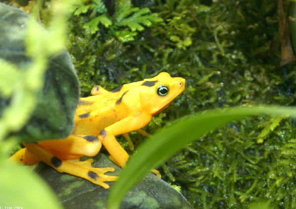  Atelopus zeteki ID = 